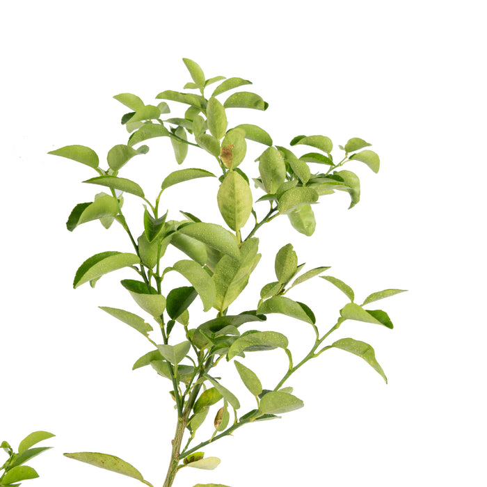 Lemon Balaji - Fruit Plants & Tree