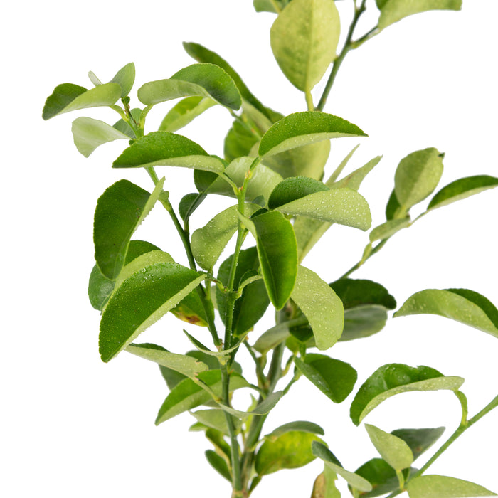 Lemon Balaji - Fruit Plants & Tree