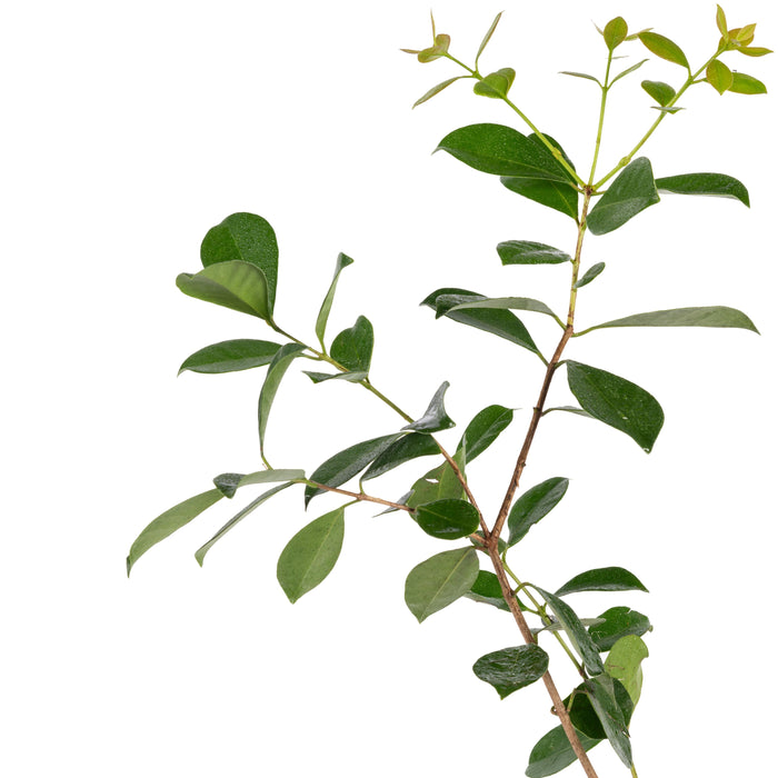 Strawberry Guava - Fruit Plant