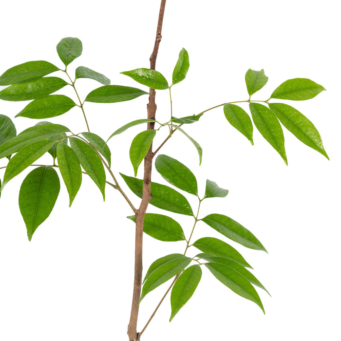 Ice cream bean - Fruit Plant & Tree