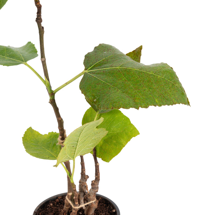 Fig Puna/Anjeer- Fruit Plants & Tree