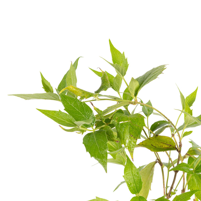 Coral Jasmine / Parijatham - Top Perfuming Plants