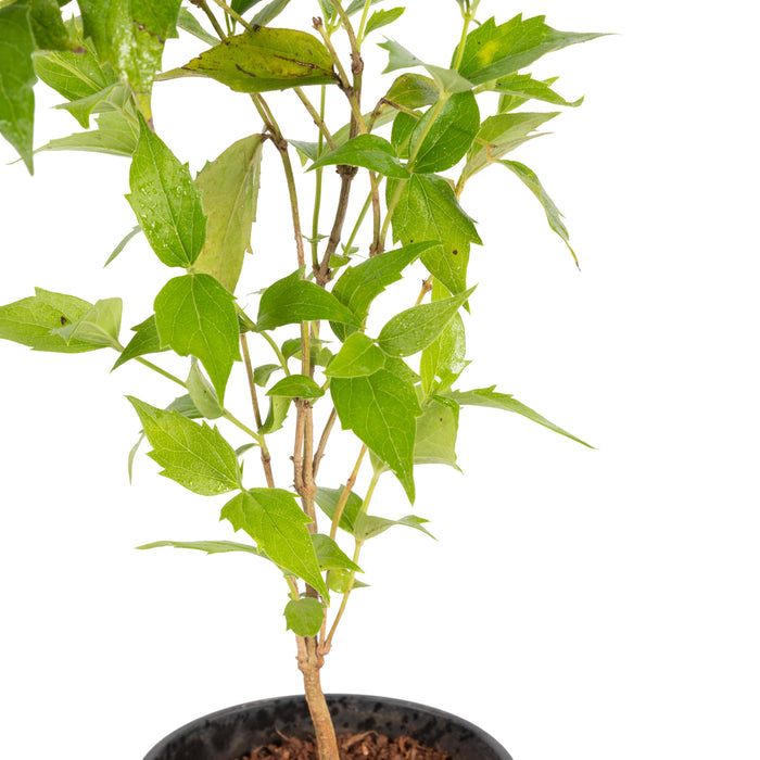 Coral Jasmine / Parijatham - Top Perfuming Plants