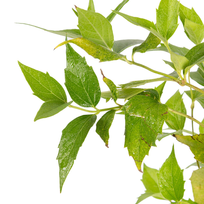 Coral Jasmine / Parijatham - Top Perfuming Plants