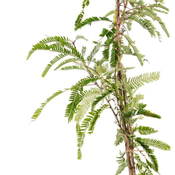 Amla Banaras(Grafted)- Fruit Plants