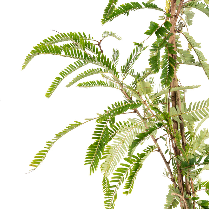 Amla Banaras(Grafted)- Fruit Plants