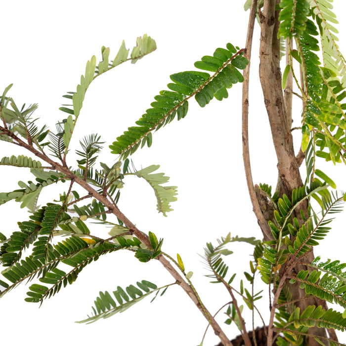 Amla Banaras(Grafted)- Fruit Plants