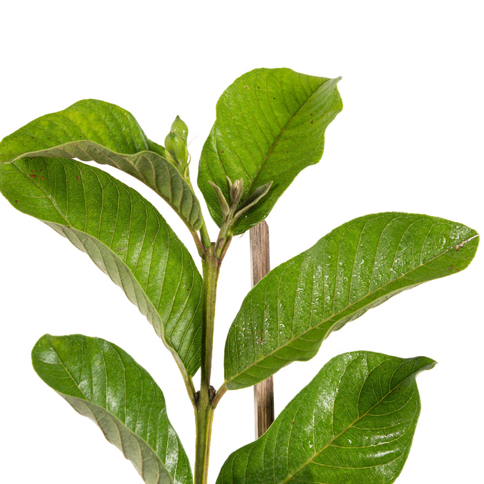 Guava-Lucknow-49(Air Layered Plant) - Fruit Plants & Tree