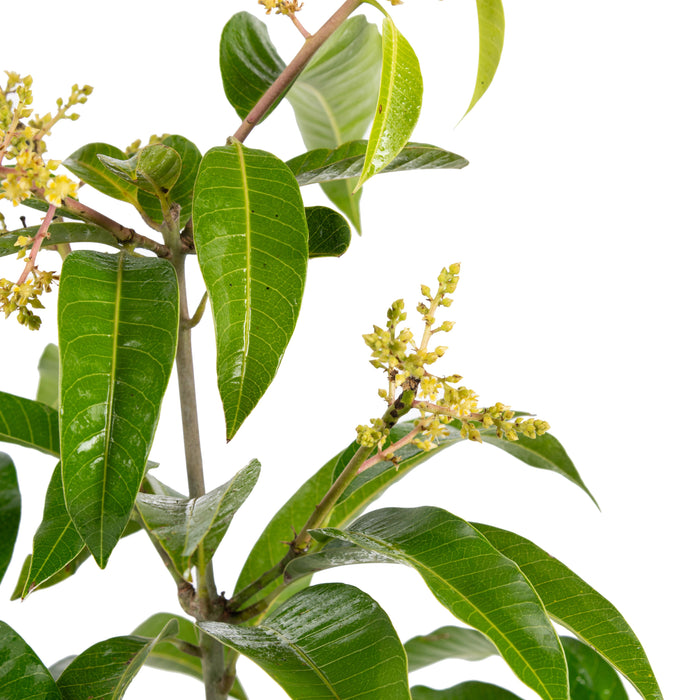 Thailand Mango (Grafted) - Fruit Plants & Tree