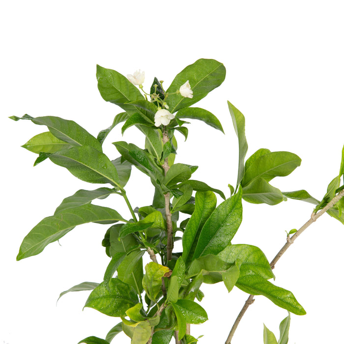 Vallaris Solanacea - Creepers & Climber