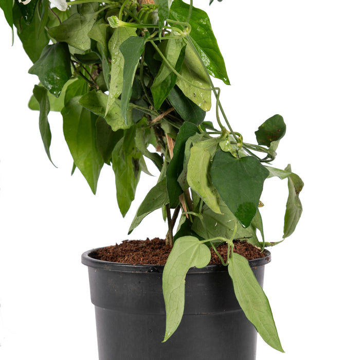 Thunbergia White - Creepers & Climbers