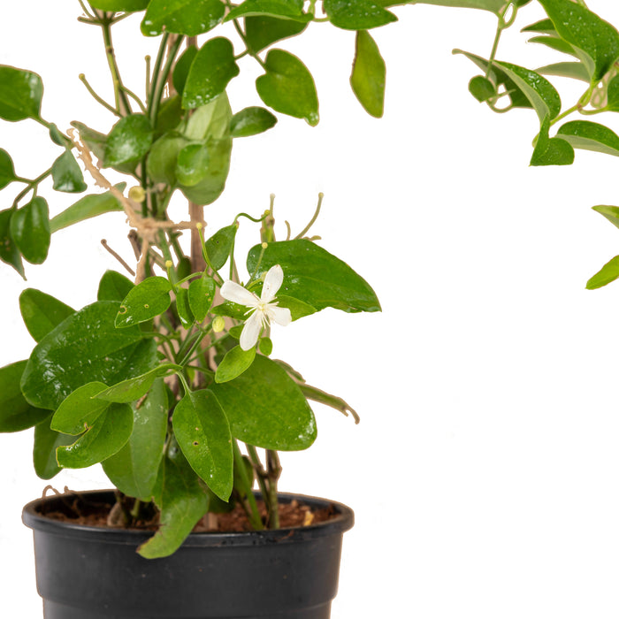 Clematis gourian - Creepers & Climbers