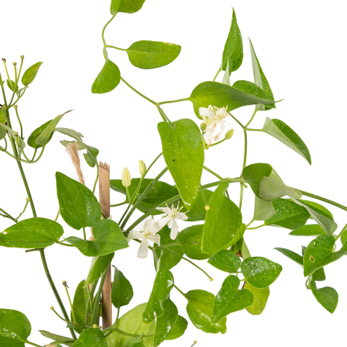 Clematis gourian - Creepers & Climbers