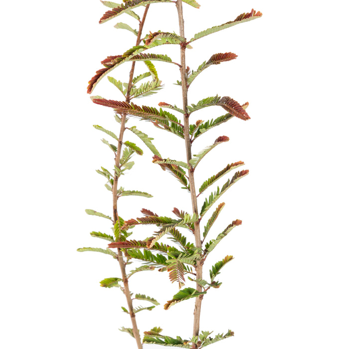Red Amla (Grafted)- Fruit Plants
