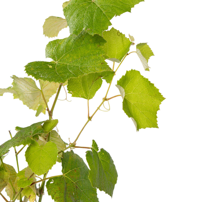 Black Grapes (Hybrid) - Fruit Plants & Tree