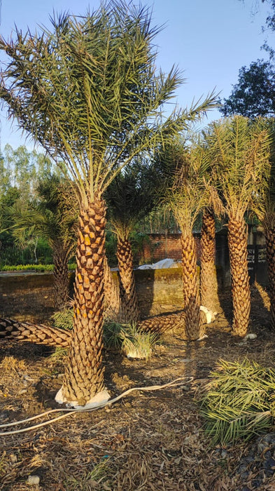 Date Palm Tree in Jind, Haryana  at Wholesale Price |Phoenix Dactylifera | Khajur Tree | Saharanpur Nursery