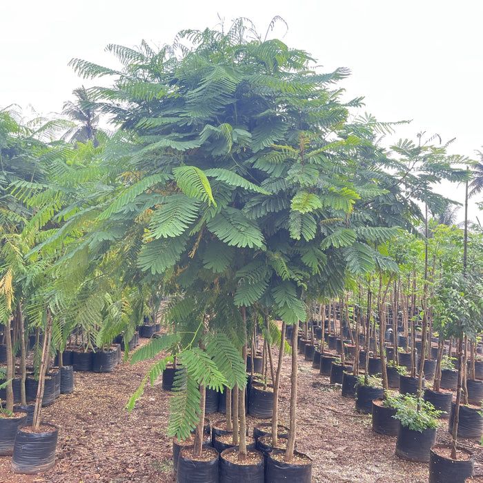 Brighten Your Garden with a Stunning Delonix regia (Gulmohar) Tree - Buy Now!