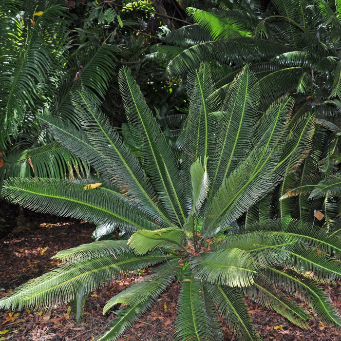 Beautiful Dioon merolae Plant - Add a Tropical Touch to Your Home Decor