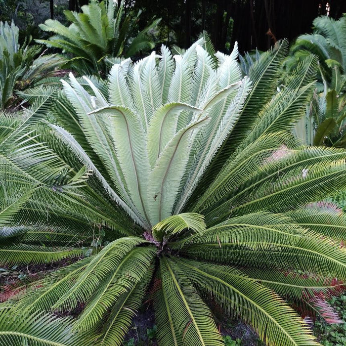 Beautiful Dioon merolae Plant - Add a Tropical Touch to Your Home Decor