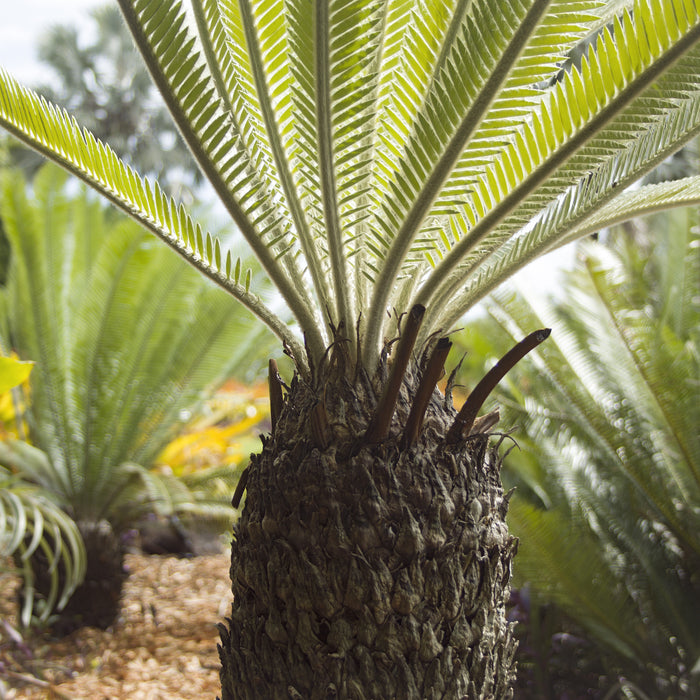 Beautiful Dioon merolae Plant - Add a Tropical Touch to Your Home Decor