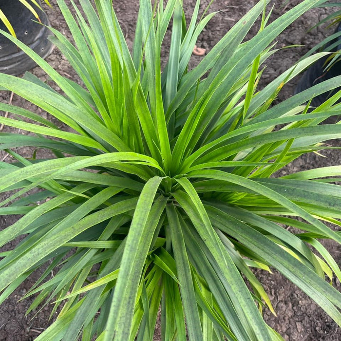 Narrow Leaf Dracaena Plant (Pleomele reflexa angustifolia) - Buy Now