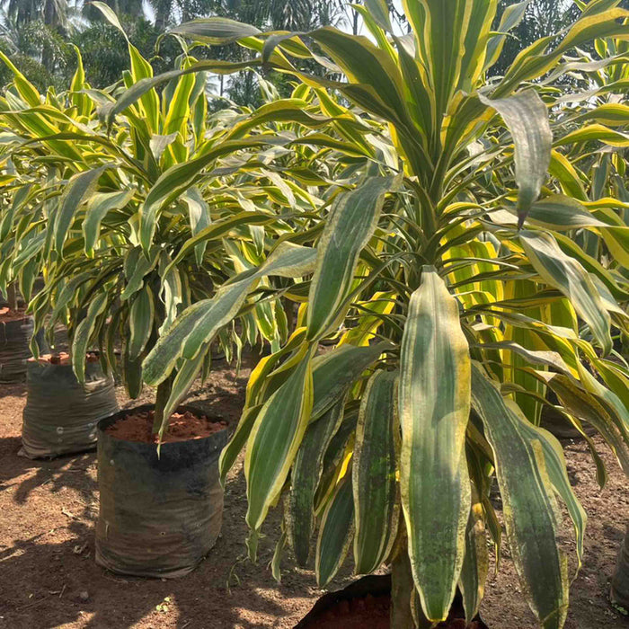 Bring Home the Beauty of the Painted Dragon Lily with Dracaena Fragrans Victoriae Plant