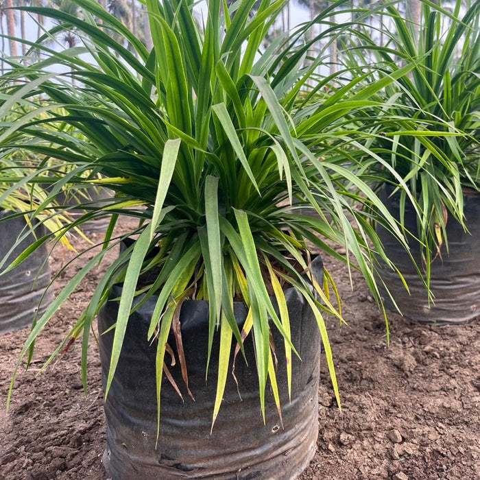 Narrow Leaf Dracaena Plant (Pleomele reflexa angustifolia) - Buy Now