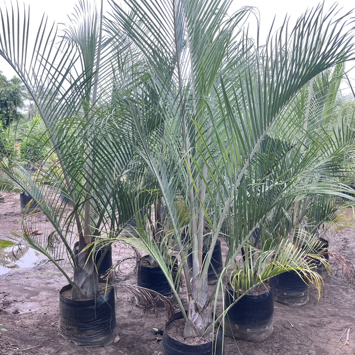 Striking Triangle Palm (Dypsis decaryi) - Add a touch of tropical elegance to your space