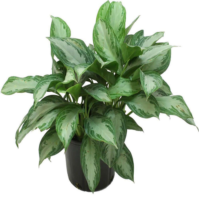 Aglaonema Big leaf - Indoor plants