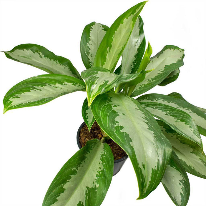 Aglaonema Big leaf - Indoor plants