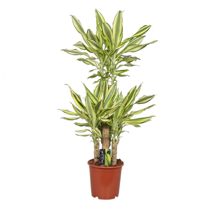 Yellow Dracaena - Indoor Plants