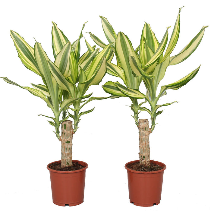 Yellow Dracaena - Indoor Plants