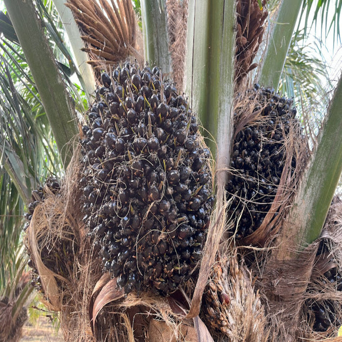 African Oil Palm Tree (Elaeis guineensis) for Sale - Perfect for Your Tropical Landscape