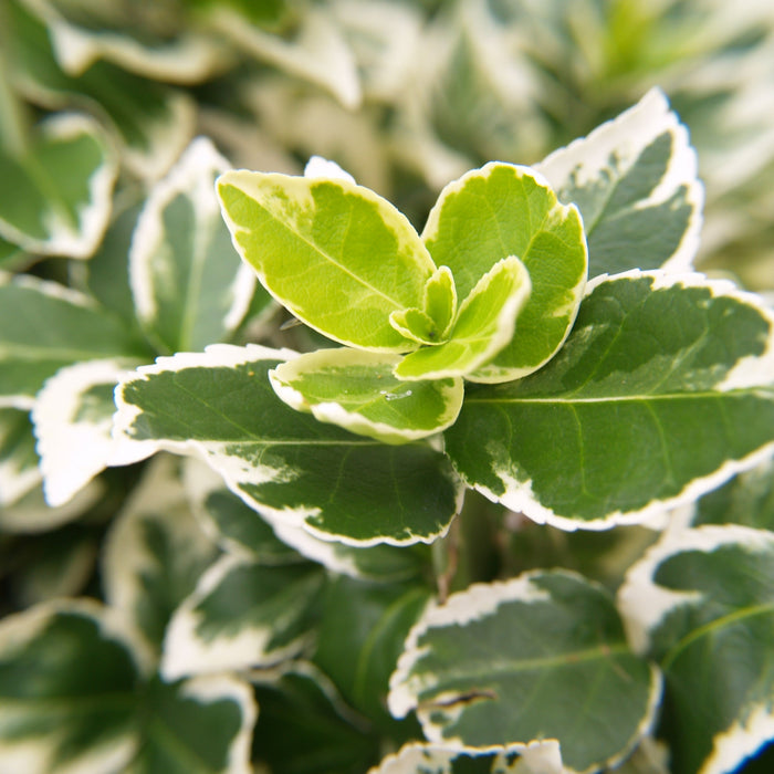 Variegated Euonymous Japonica Tree for Sale - Add a Pop of Color to Your Garden Today!