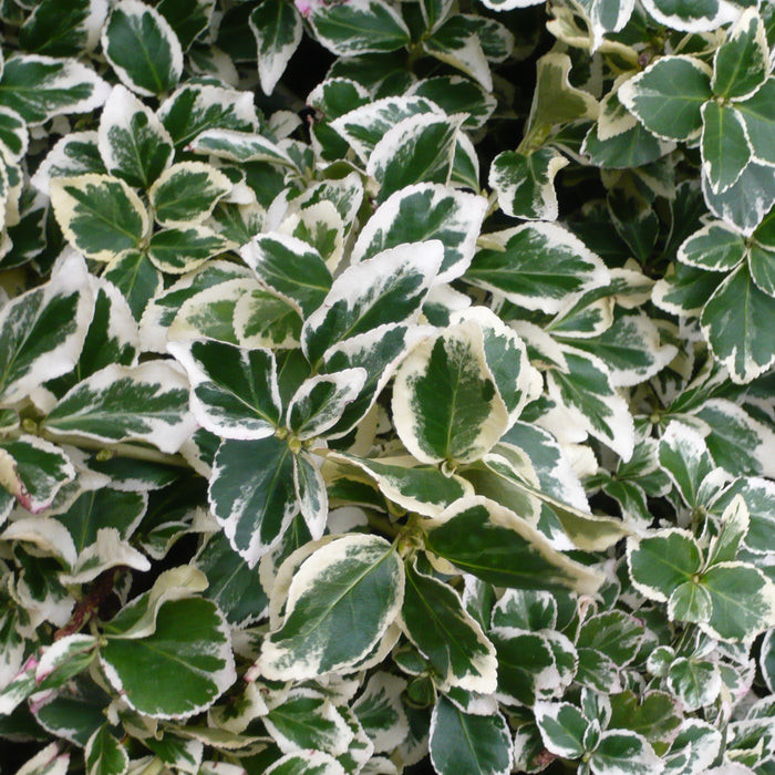 Variegated Euonymous Japonica Tree for Sale - Add a Pop of Color to Your Garden Today!