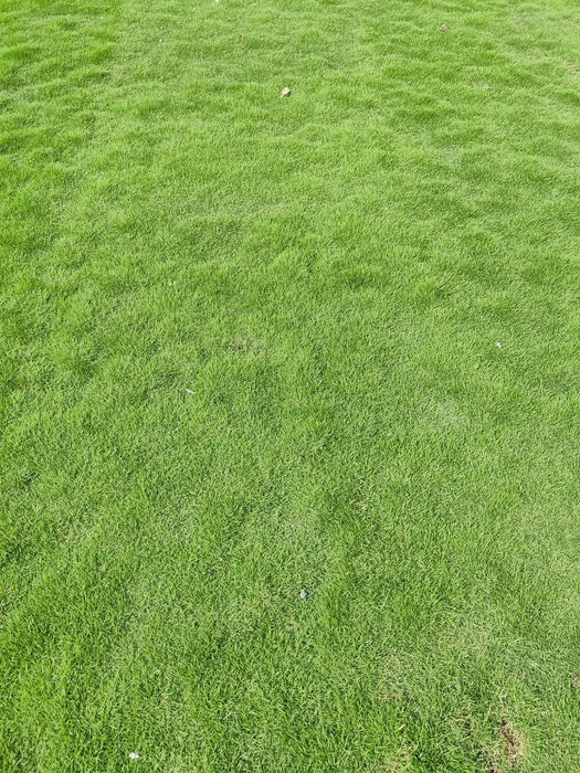 Natural Grass Manufacturers & Suppliers in India, Delhi | Order Online Call -7088870984|