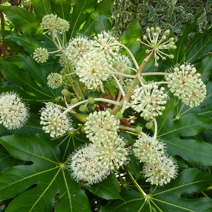 Buy Japanese Aralia Plant - Fatsia japonica - Add Exotic Beauty to Your Garden Today!