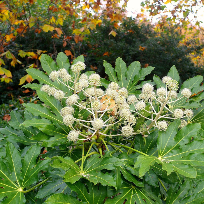 Buy Japanese Aralia Plant - Fatsia japonica - Add Exotic Beauty to Your Garden Today!