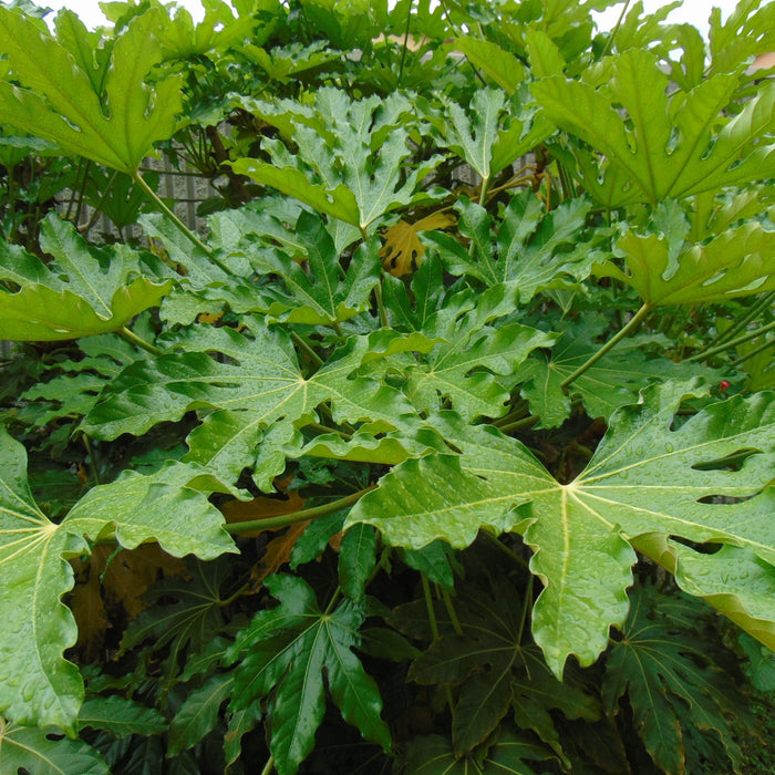 Buy Japanese Aralia Plant - Fatsia japonica - Add Exotic Beauty to Your Garden Today!