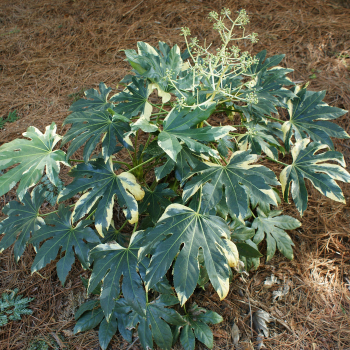 Brighten Your Garden with Fatsia Japonica Variegata - Buy Now!