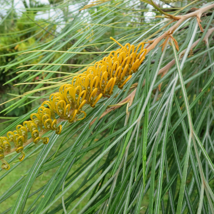 Beautiful Grevillea Pteridifolia (Silver Oak, Fern Leaf Grevillia, Golden Tree, Honey Wattle) for Sale