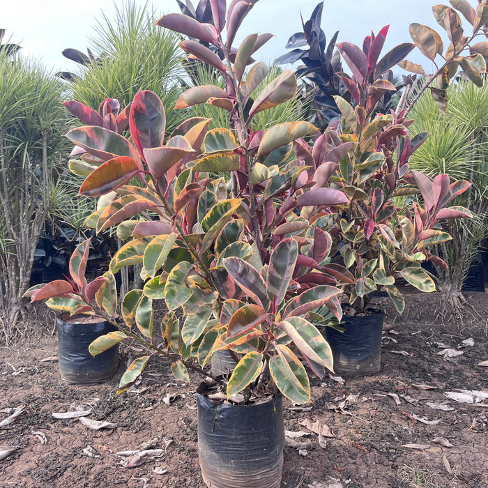 Bring the Tropics to Your Home: Shop the Ficus Elastica Zulu Shield Plant Today!