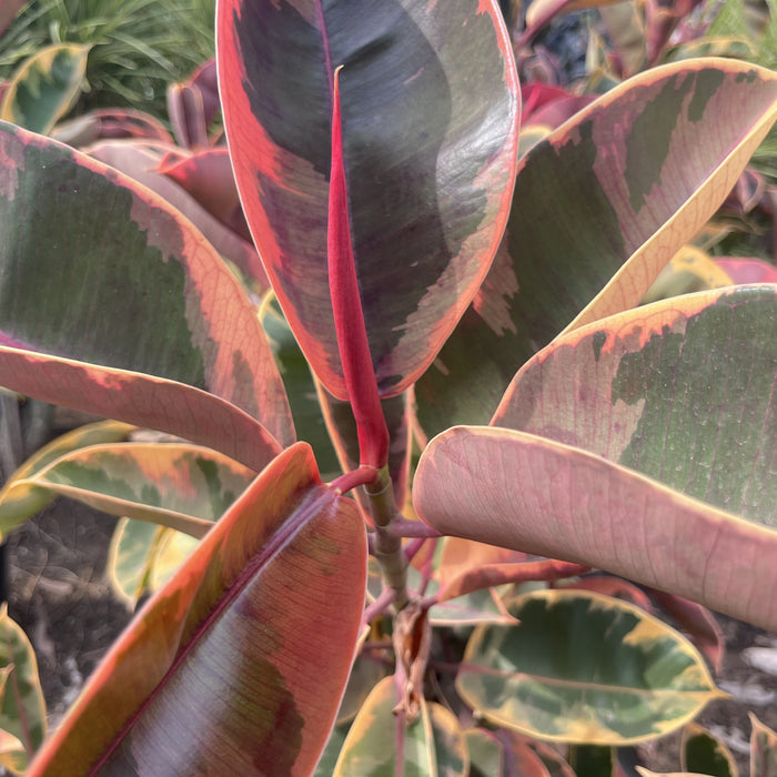 Bring the Tropics to Your Home: Shop the Ficus Elastica Zulu Shield Plant Today!