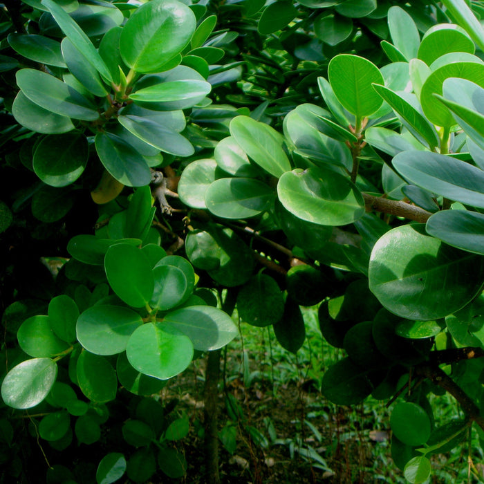 Beautiful and Low Maintenance Ficus Long Island Plant for Sale