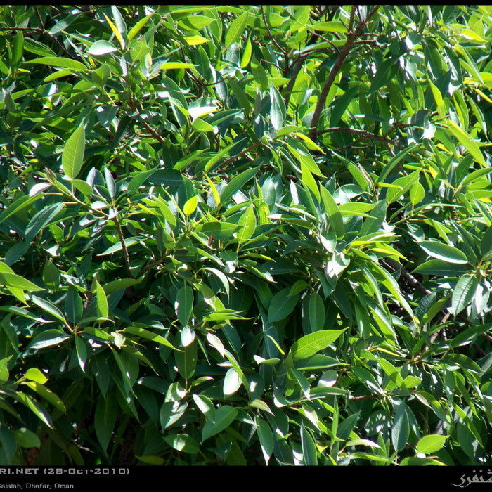 Beautiful and Low Maintenance Ficus Salicifolia Plant for Sale