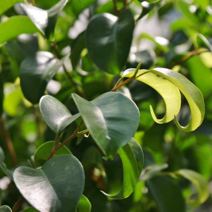 Bring the Beauty of Nature to Your Home with the Ficus Benjamina, Ficus Citation, and Ficus Curly Leaf Plant