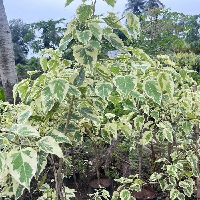 Beautiful Variegated Ficus religiosa Bodhi Tree Plant - Buy Now!