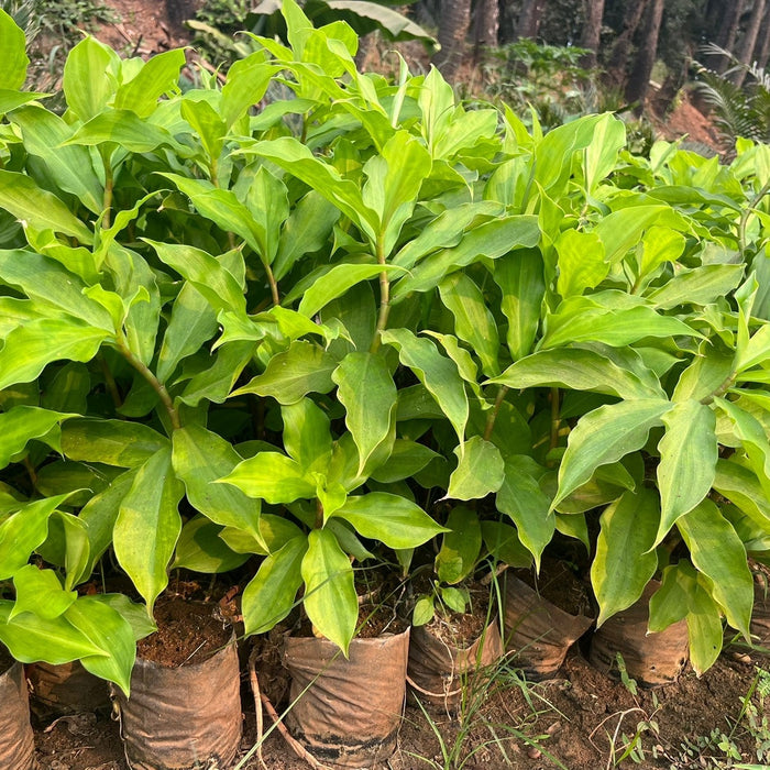 Stunning Scarlet Spiral Flag Ginger (Costus Spiralis) for Sale