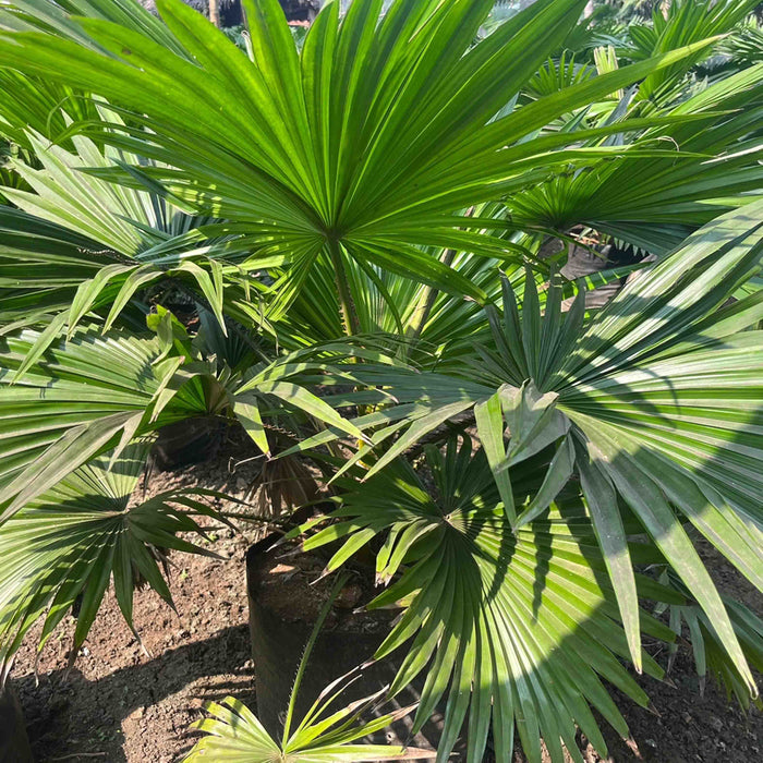 Buy the Beautiful Livistona Rotundifolia - Table Palm, Footstool Palm, Round Leaf Fan Palm, Serdang Tree Today!