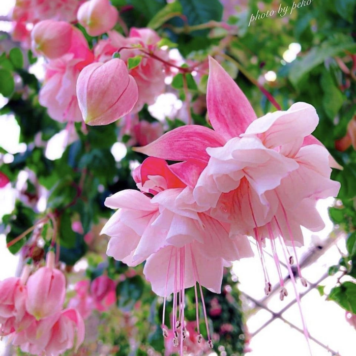 Fuchsia Pink (Fuchsia magellanica) Rare All Time Flowering Live Plant